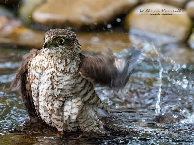 Sparviere ( Accipiter nisus )