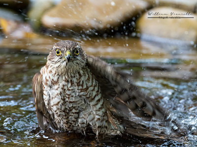 Sparviere ( Accipiter nisus )