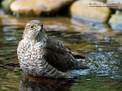 Sparviere ( Accipiter nisus )