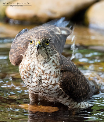 Sparviere ( Accipiter nisus )