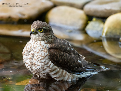 Sparviere ( Accipiter nisus )