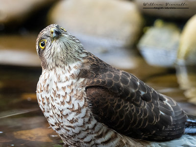 Sparviere ( Accipiter nisus )