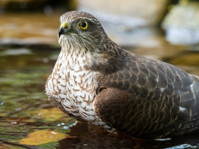 Sparviere ( Accipiter nisus )