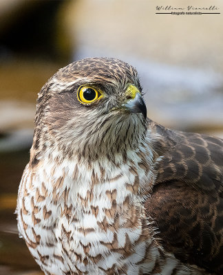 Sparviere ( Accipiter nisus )