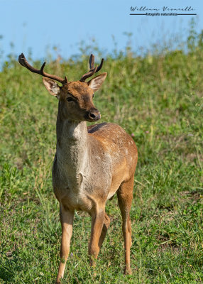 Daino ( Dama dama)