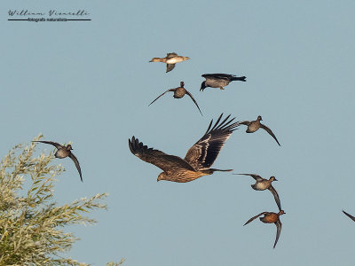 Aquila imperiale ( Aquila chrysaetos)