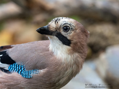 Ghiandaia (Garrulus glandarius)