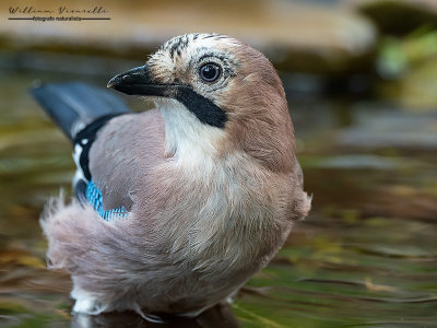 Ghiandaia (Garrulus glandarius)