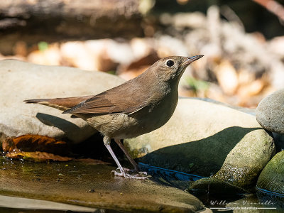 Usignolo (Luscinia megarhynchos)