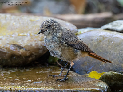 Codirosso spazzacamino (Phoenicurus ochruros)