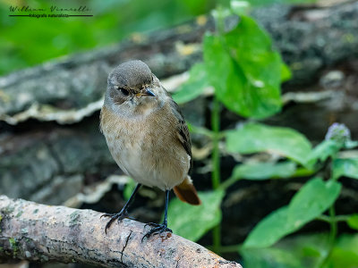 Codirosso spazzacamino (Phoenicurus ochruros)