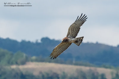 Biancone (Circaetus gallicus)