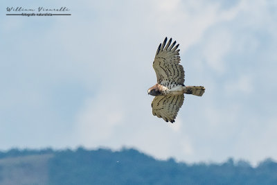 Biancone (Circaetus gallicus)