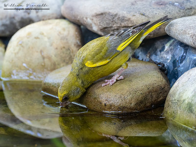 Verdone (Chloris chloris)