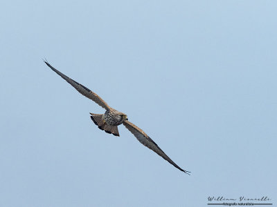 Gheppio (Falco tinnunculus.)
