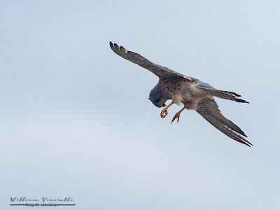 Grillaio (Falco naumanni)