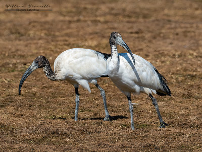 Ibis sacro (Threskiornis aethiopicus)