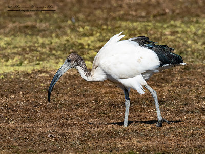 Ibis sacro (Threskiornis aethiopicus)