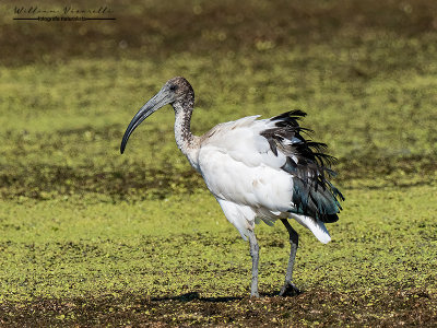 Ibis sacro (Threskiornis aethiopicus)