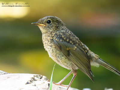 Pettirosso (Erithacus rubecula,)