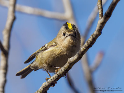 Regolo (Regulus regulus)