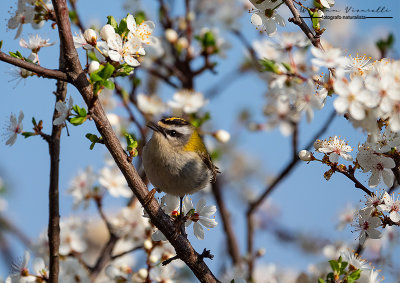 Fiorrancino (Regulus ignicapilla)