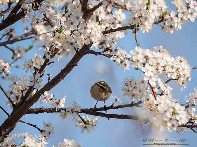 Fiorrancino (Regulus ignicapilla)