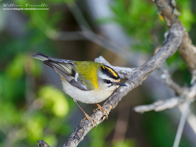 Fiorrancino (Regulus ignicapilla)