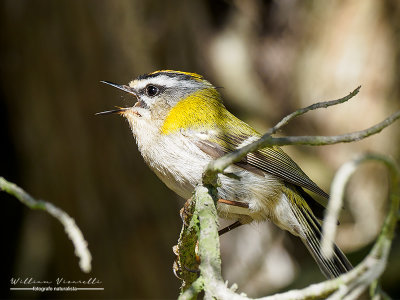 Fiorrancino (Regulus ignicapilla)