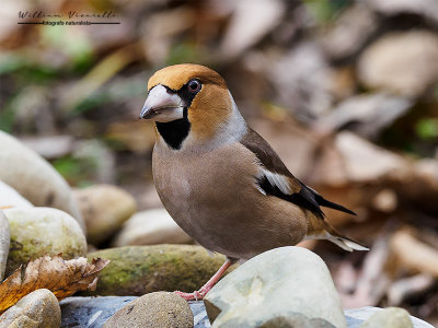 Frosone (Coccothraustes coccothraustes)