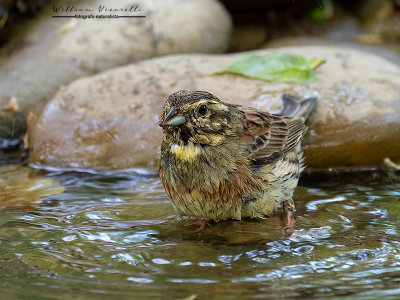 Zigolo nero (Emberiza cirlus)