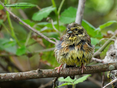 Zigolo nero (Emberiza cirlus)