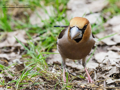 Frosone (Coccothraustes coccothraustes)