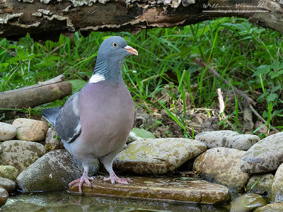 Colombaccio (Columba palumbus)