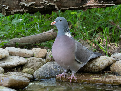 Colombaccio (Columba palumbus)