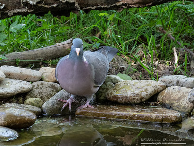 Colombaccio (Columba palumbus)