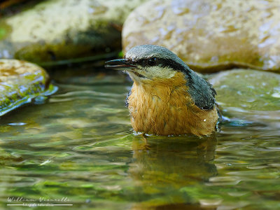 Picchio muratore (Sitta europaea)