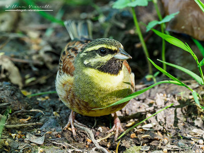 Zigolo nero (Emberiza cirlus)