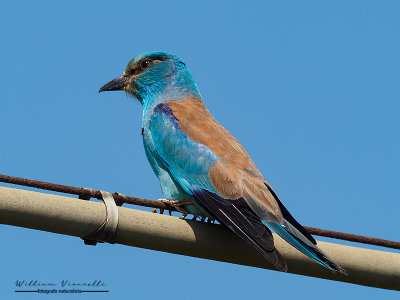 Ghiandaia marina  (Coracias garrulus)