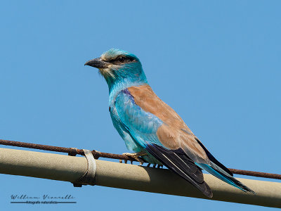 Ghiandaia marina  (Coracias garrulus)