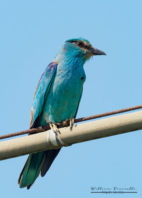 Ghiandaia marina  (Coracias garrulus)