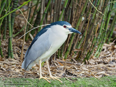 Nitticora (Nycticorax nycticorax)