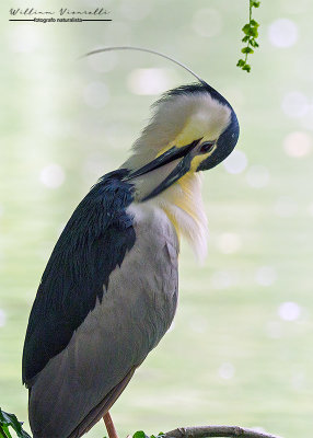 Nitticora (Nycticorax nycticorax)