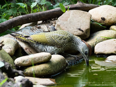 Picchio verde (Picus viridis)