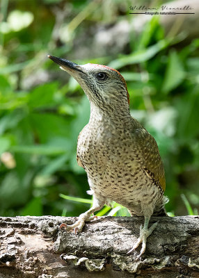 Picchio verde (Picus viridis)