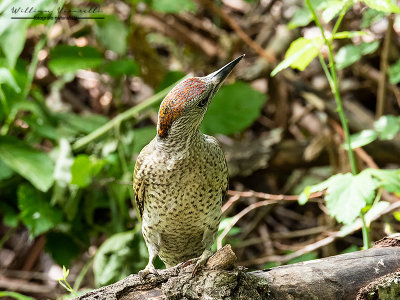 Picchio verde (Picus viridis)