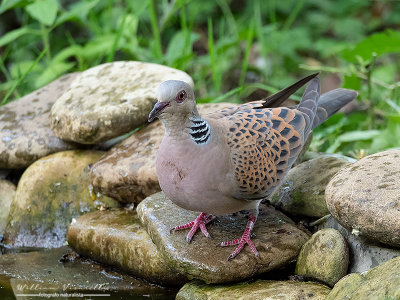 Tortora selvatica (Streptopelia turtur)