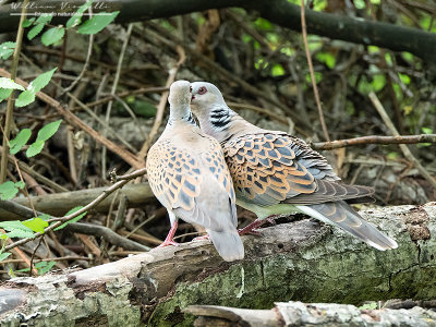 Tortora selvatica (Streptopelia turtur)