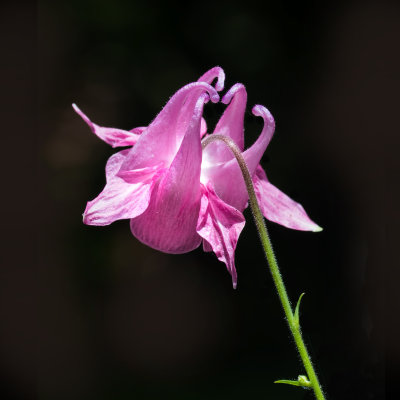 Columbine Blossom