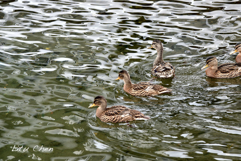 DSC_6376.jpg